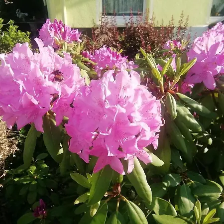 Ramona - Garni 3* Bad Soden-Salmünster